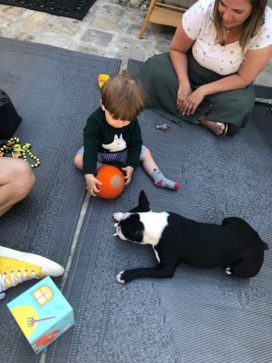 chien boston terrier enfant balle orange