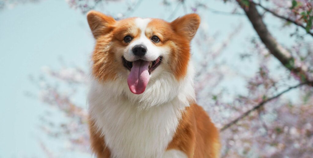 chien corgi cerisier en fleurs les chiens de justice