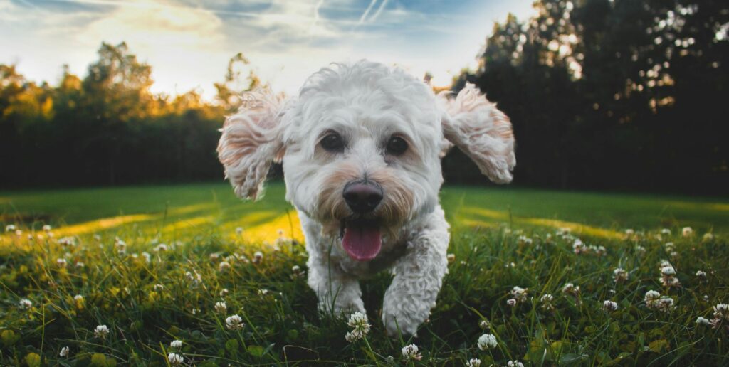 petit chien blanc souriant dans un jardin association les chiens de justice