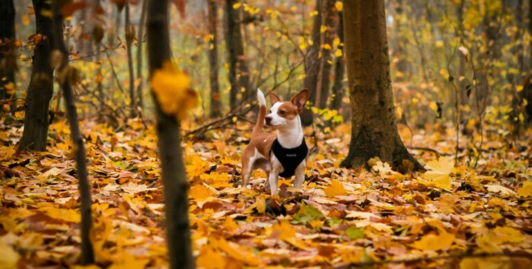 petit chien terrier dans une forêt en automne les chiens de justice