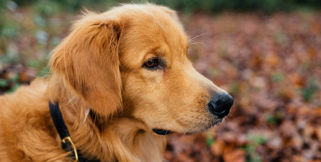 chien labrador doré dans la campagne en automne