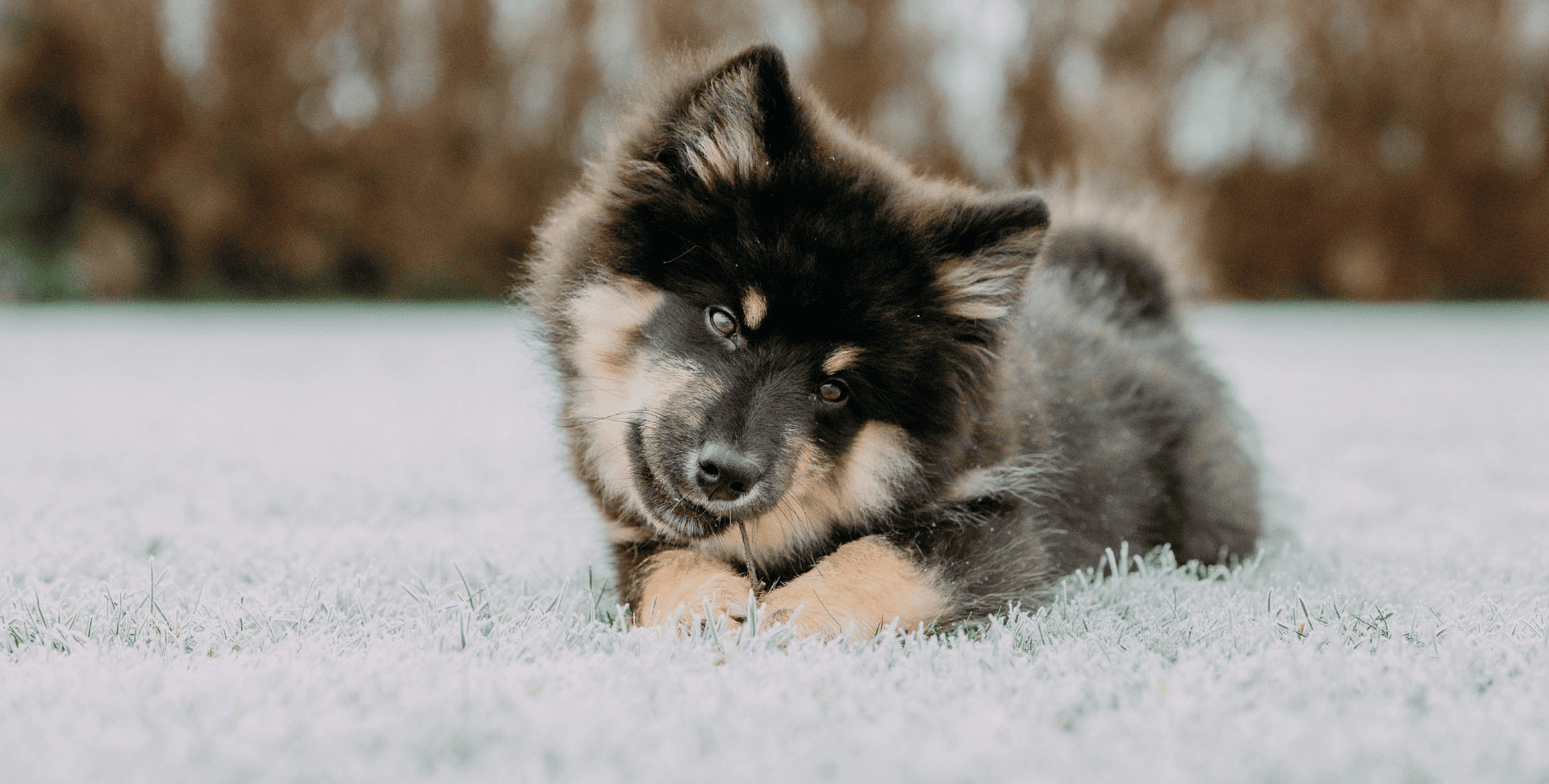 chien allongé sur la neige